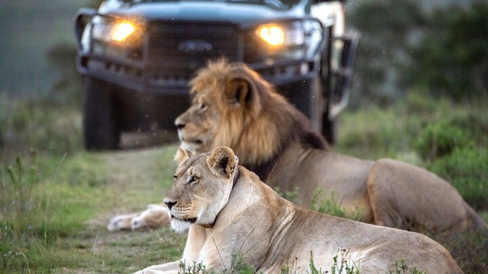 Excursion de 2 nuits au Gondwana Safari au départ du Cap