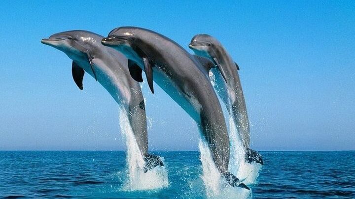 7 Hours Dolphin House tour Snorkeling, Lunch & Transfer- Hurghada