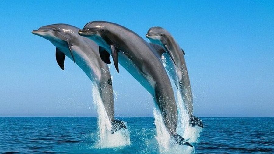 7 Hours Dolphin House tour Snorkeling, Lunch & Transfer- Hurghada