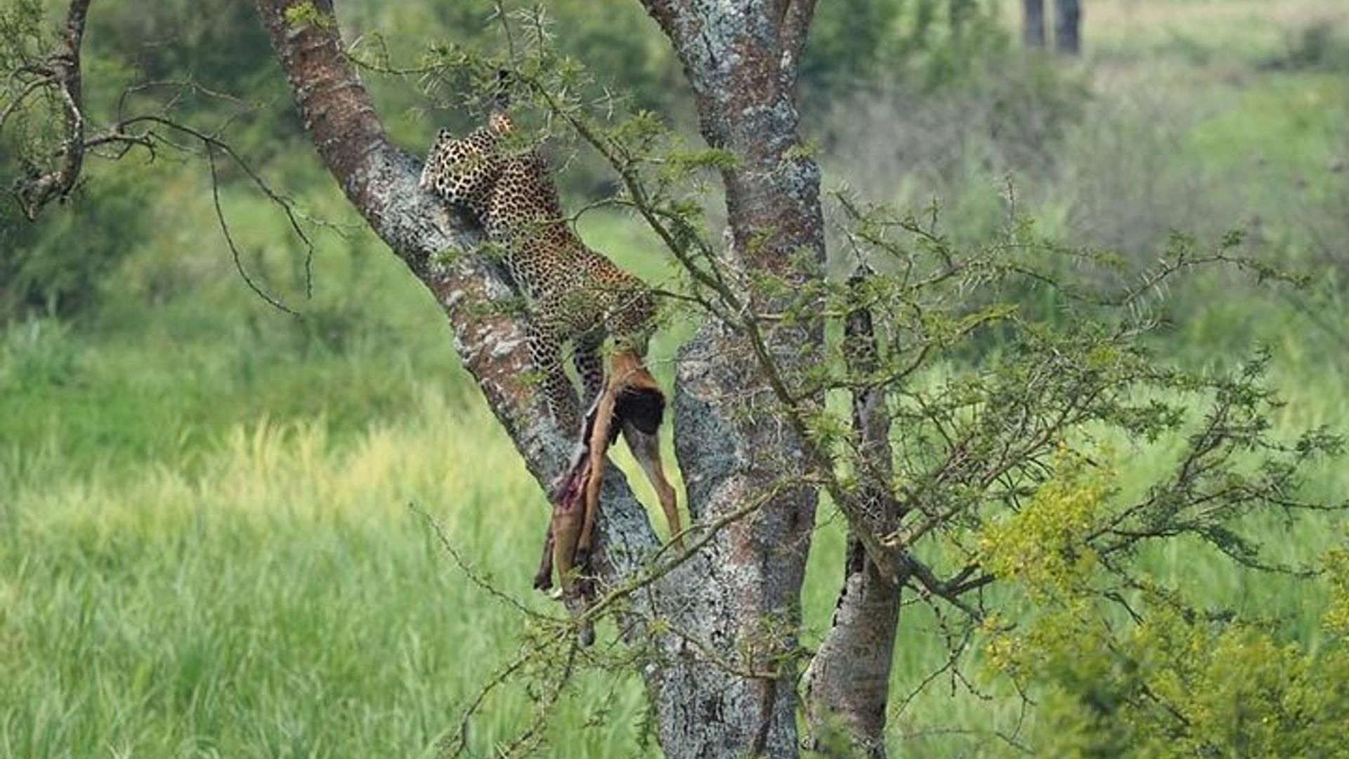 Iminsi 10 Yoroheje Gorilla Trekking Ikiruhuko