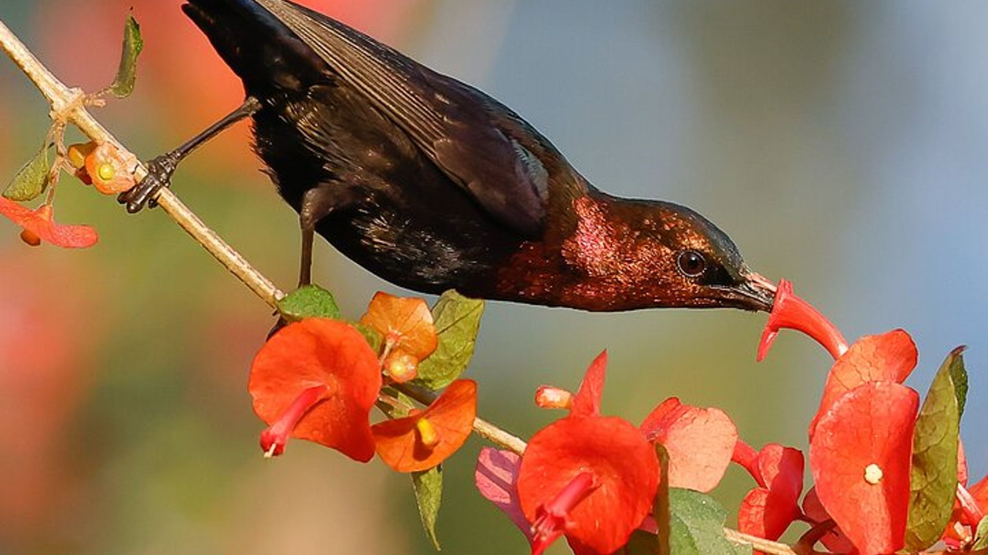 One Day Birding Mabamba Swamp