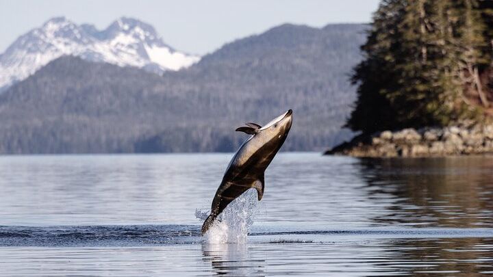 Sitka Whale Watching and Marine Wildlife Small-Group Boat Tour