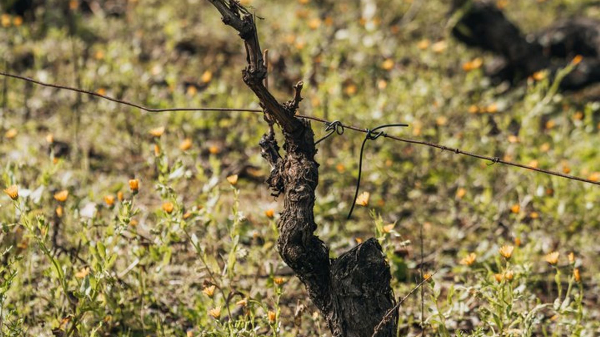 Taller de Poda e Injerto por Quinta de Recião