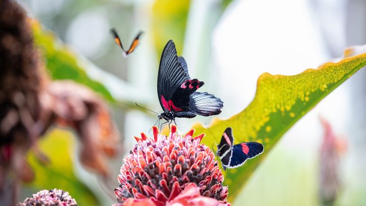 Cockrell Butterfly Center at the Houston Museum of Natural Science: Entry Ticket