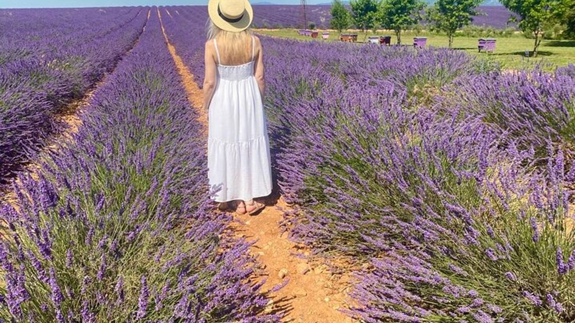 Tour a los campos de lavanda de Provenza desde Aix-en-Provence