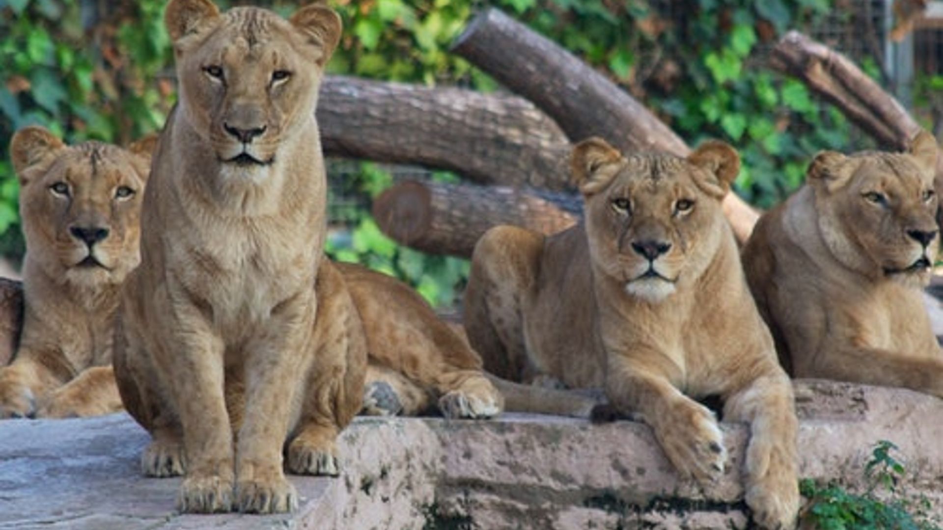Barcelona Zoo: Skip The Line Ticket