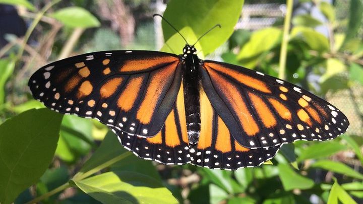 Small-Group Guided Maui Butterfly Farm Tour
