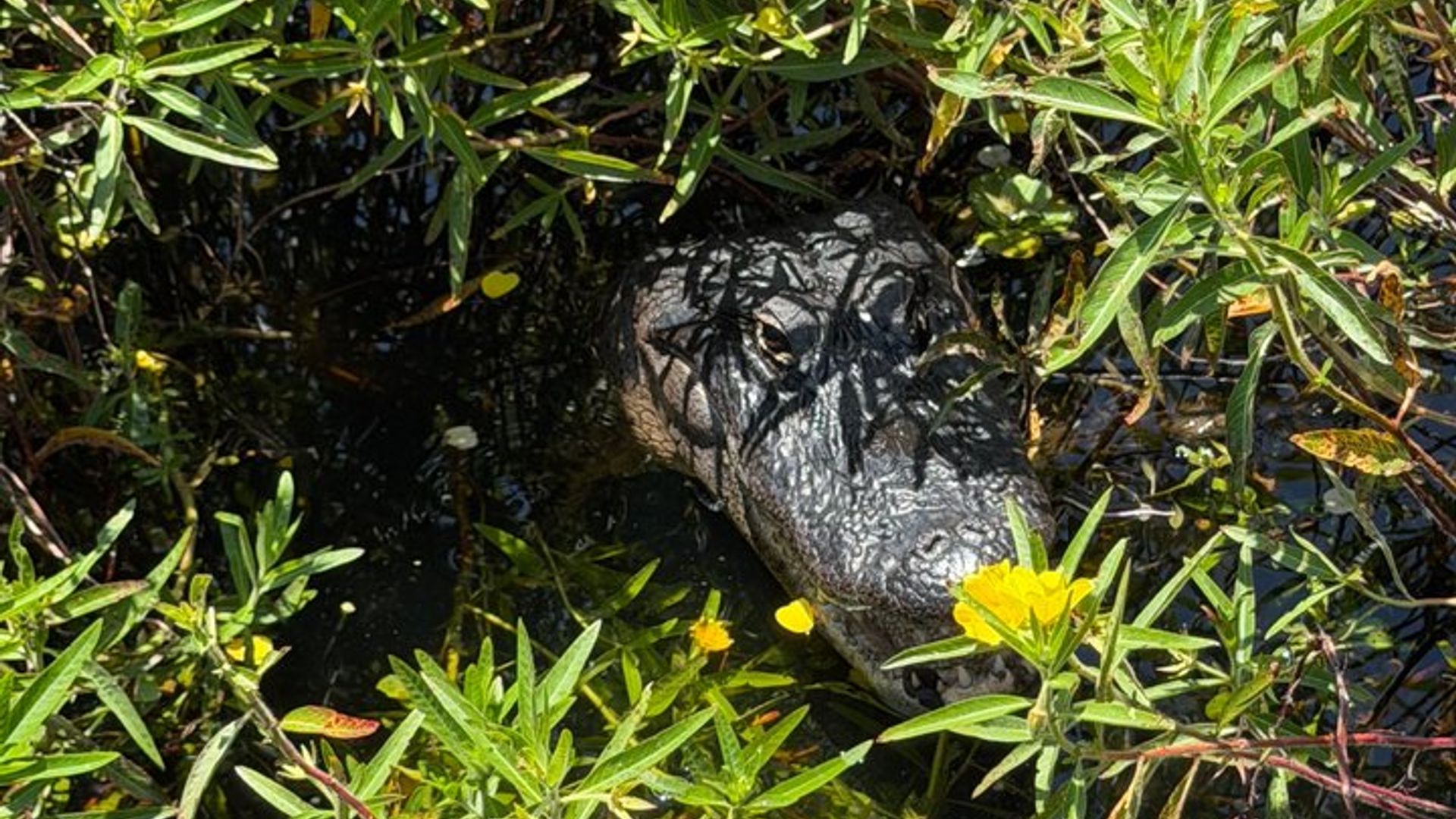 Orlando: Lake Toho Daytime or Sunset Small-Group Airboat Tour