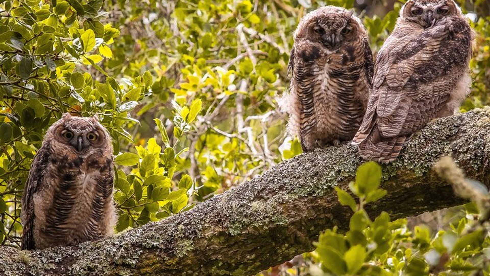 Golden Gate Park Twilight Wildlife Walking Tour image 2