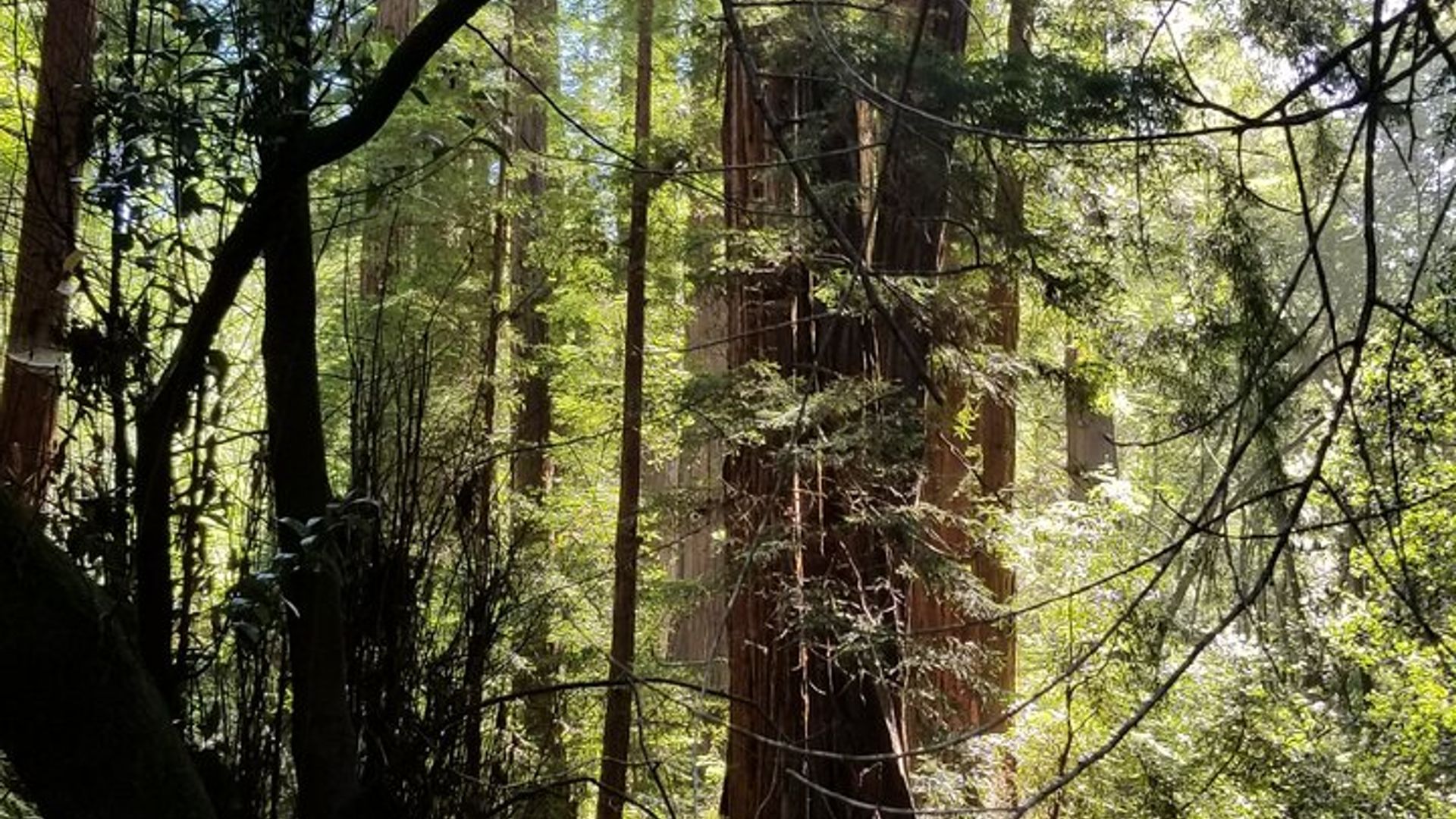 Muir Woods and Sausalito Waterfront Tour with Ferry Ticket image 3
