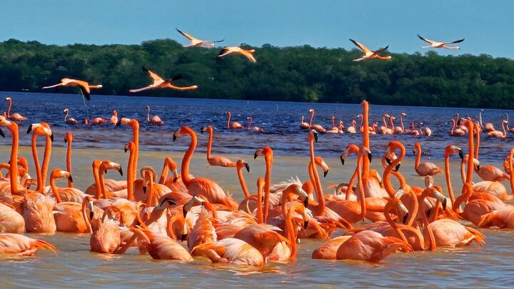 Merida Celestun Flamingo Viewing Tour With Beach Club