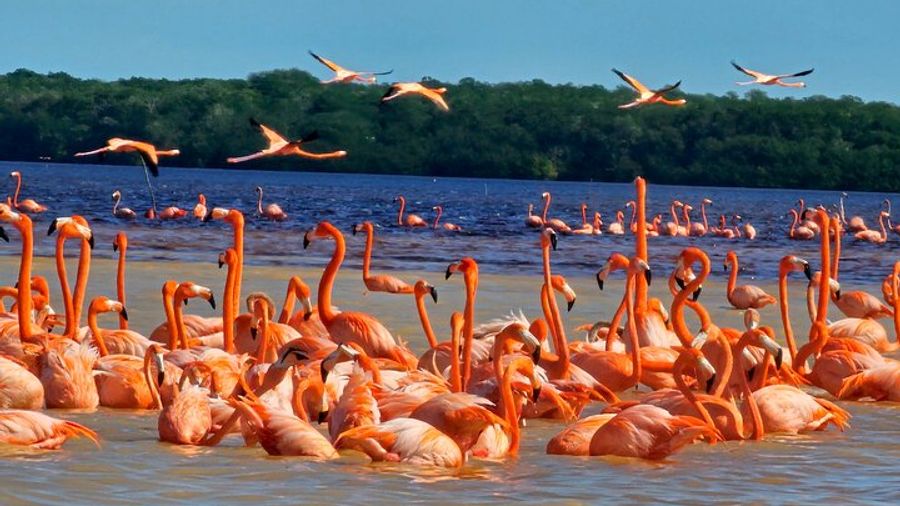 Merida Celestun Flamingo Viewing Tour With Beach Club