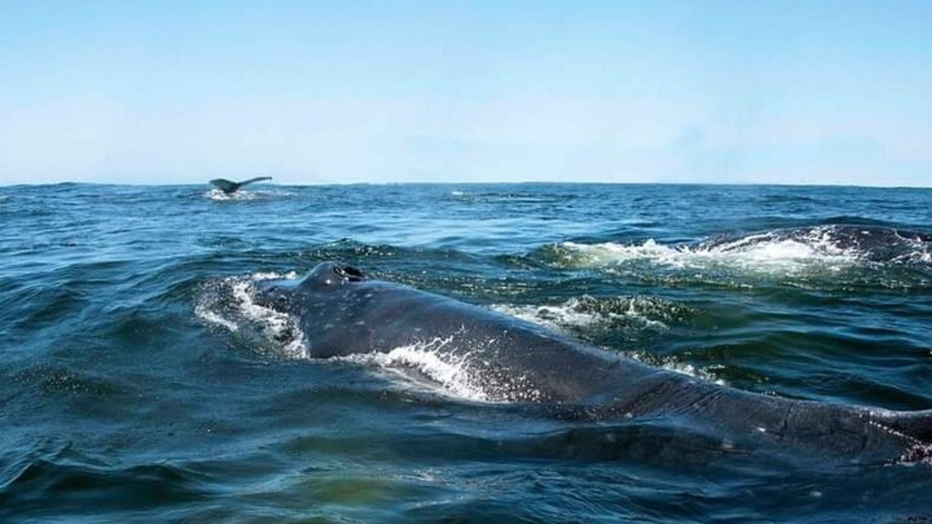 Observation des baleines à Hermanus