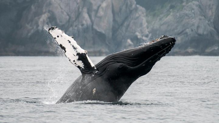 Juneau Mendenhall Glacier and Whale-Watching Excursion
