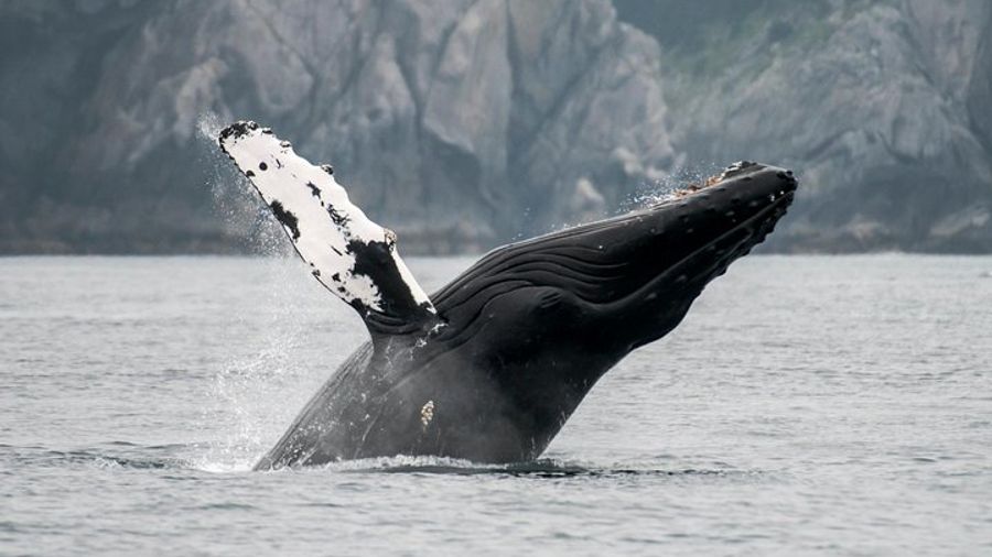 Juneau Mendenhall Glacier and Whale-Watching Excursion
