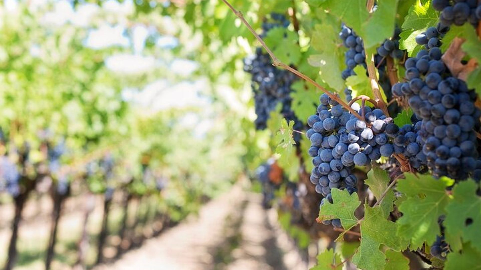 Magical Itria Valley Wine Tasting and Winery Tour