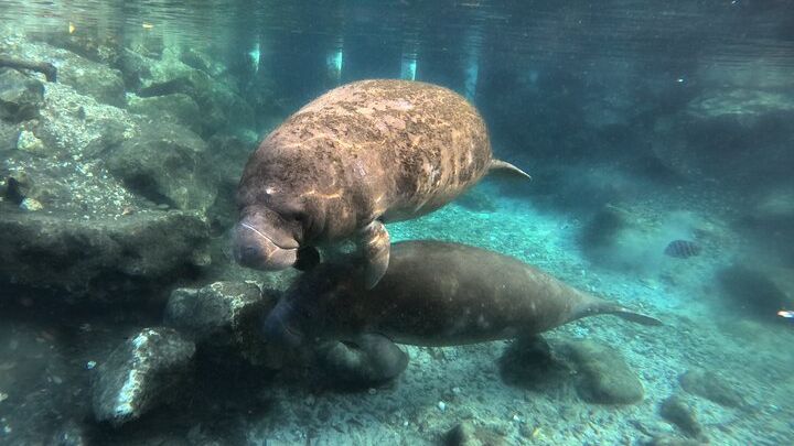 Crystal River Manatee-Spotting Boat Tour and Snorkeling