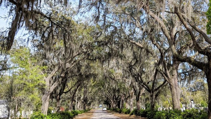 Savannah Private Tour of Historic District and Beyond