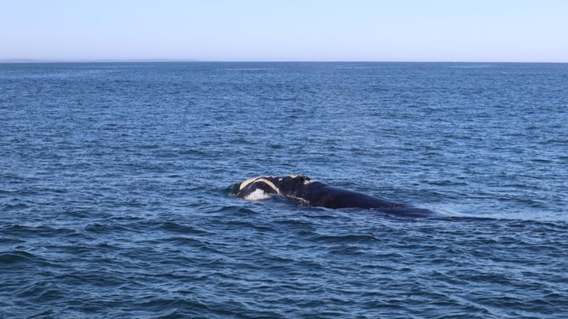 Hermanus Private Whale Watching Tour With Hotel Pickup