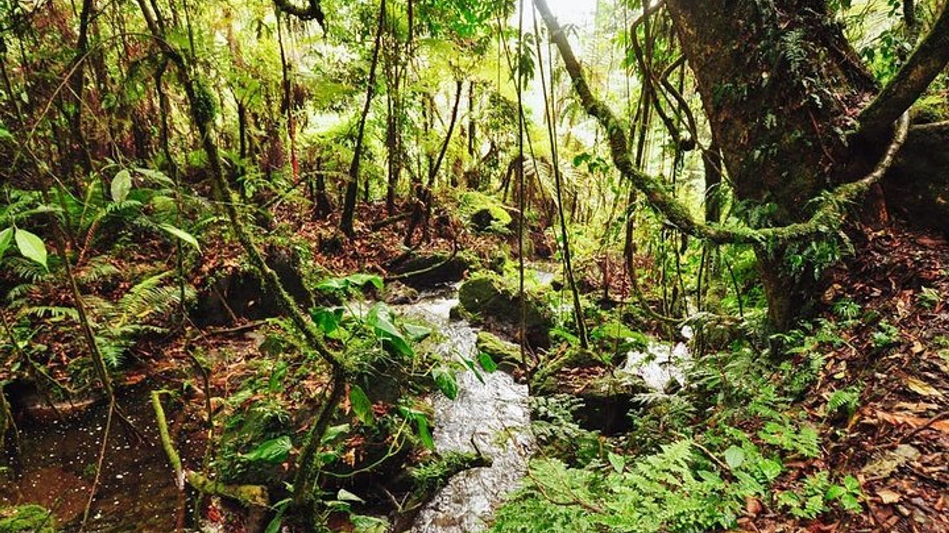 7 Days Uganda Gorilla and Wildlife safari