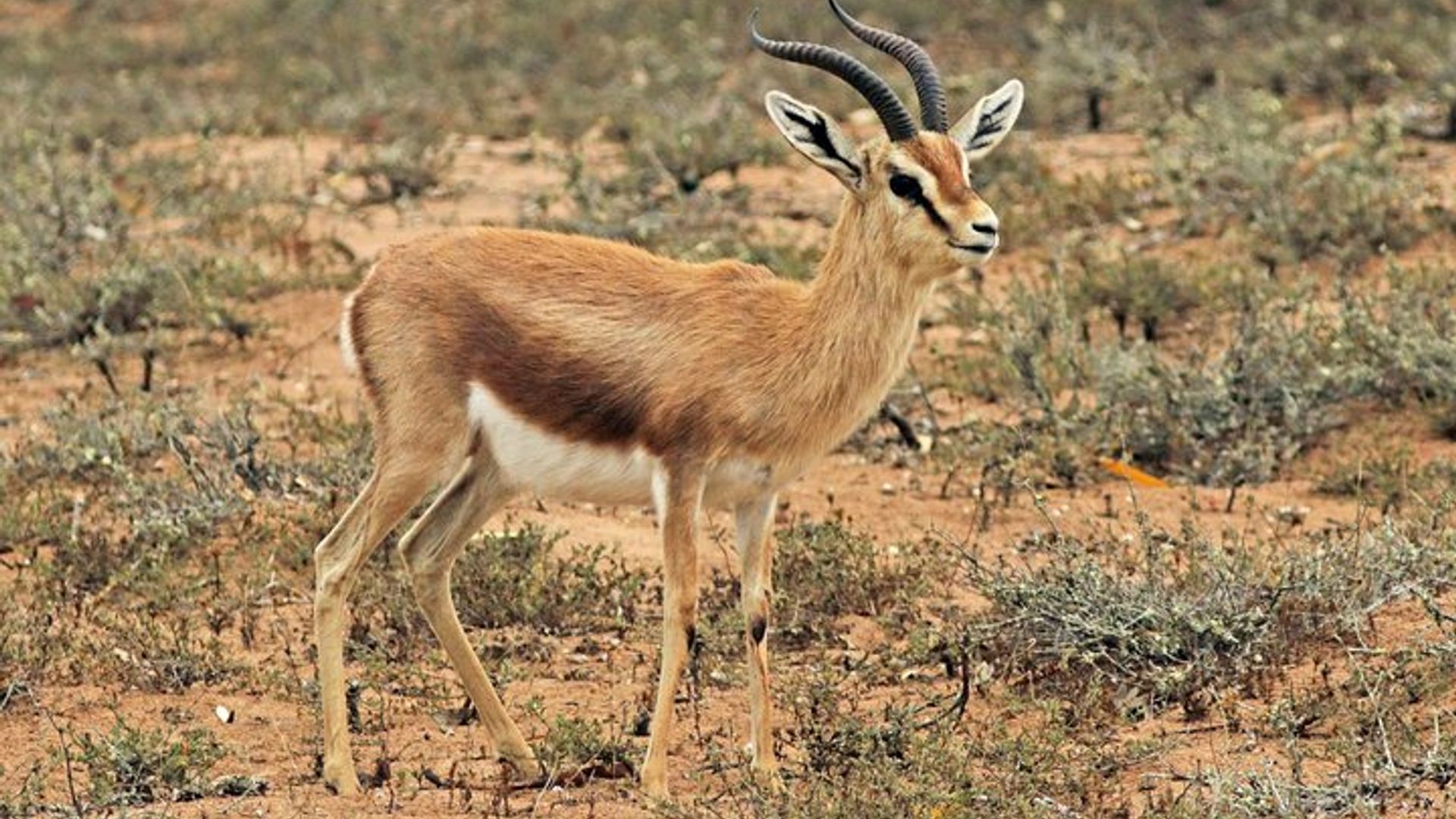 Souss Massa National Park From Agadir