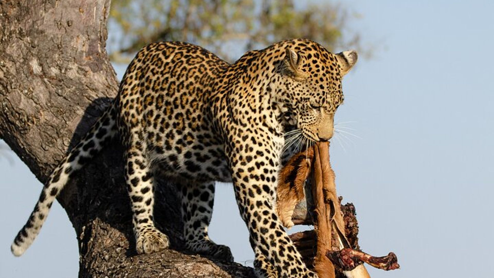 Daily Pilanesberg National Park Private Shuttle Services