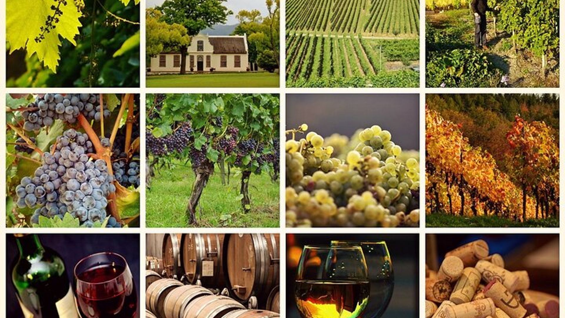 Le Cap : observation privée des baleines et visite des vignobles