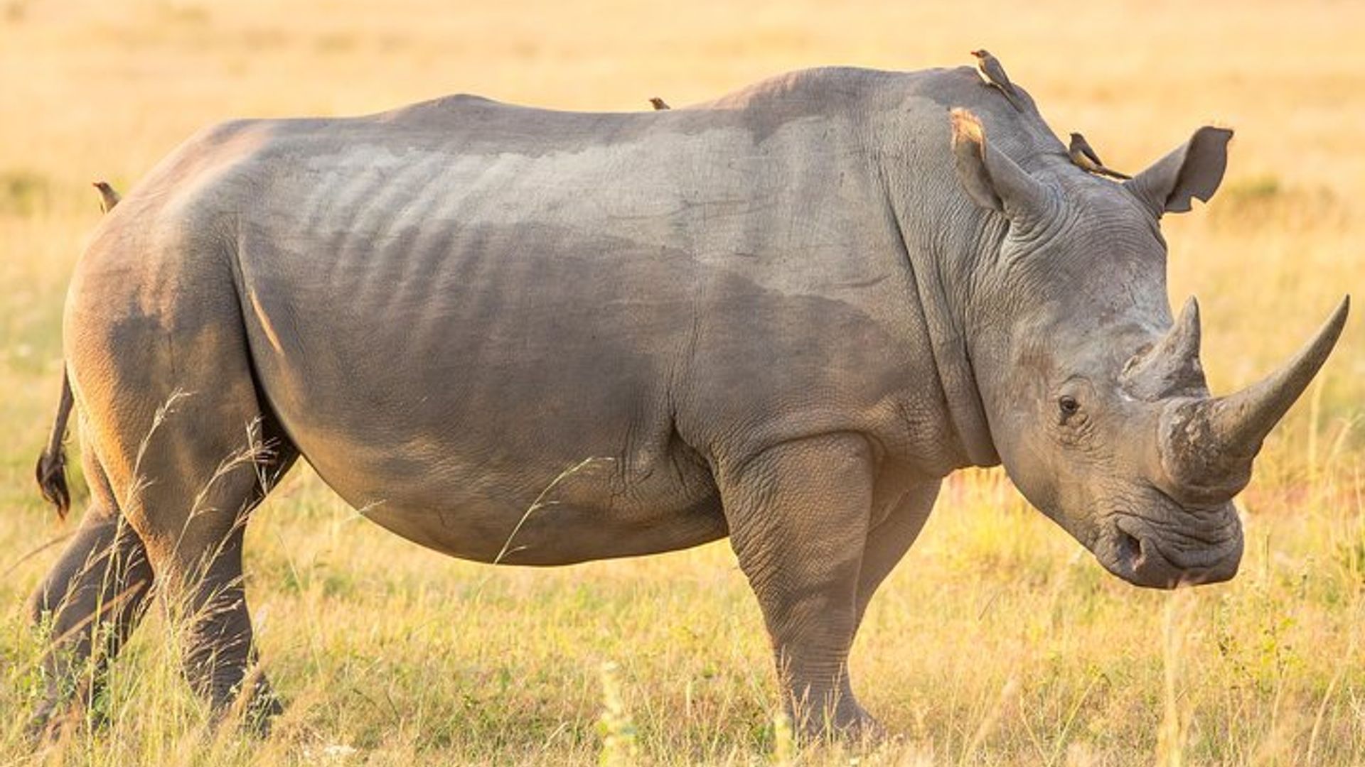 Johannesburg to Cape Town 10-Day Private Safari Tour