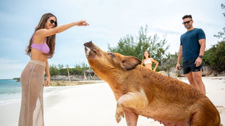 Nassau: Rose Island Day Tour With Swimming Pigs, Buffet Lunch