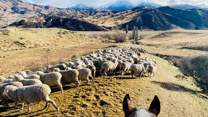 Cardrona Valley Horseback Riding Small-Group Trek, All Levels