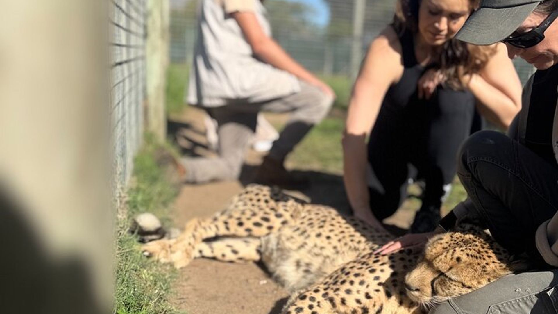Tour en tirolina por el Cabo Canopy y extensión de guepardos