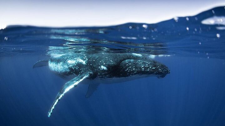 Half Day Small Group Whale Watching
