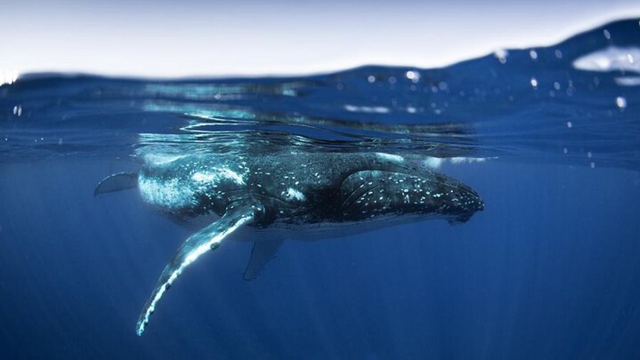 Half Day Small Group Whale Watching