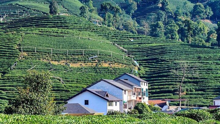 Hangzhou Private Tour from Shanghai by Bullet Train with Lunch