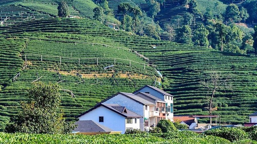 Hangzhou Private Tour from Shanghai by Bullet Train with Lunch