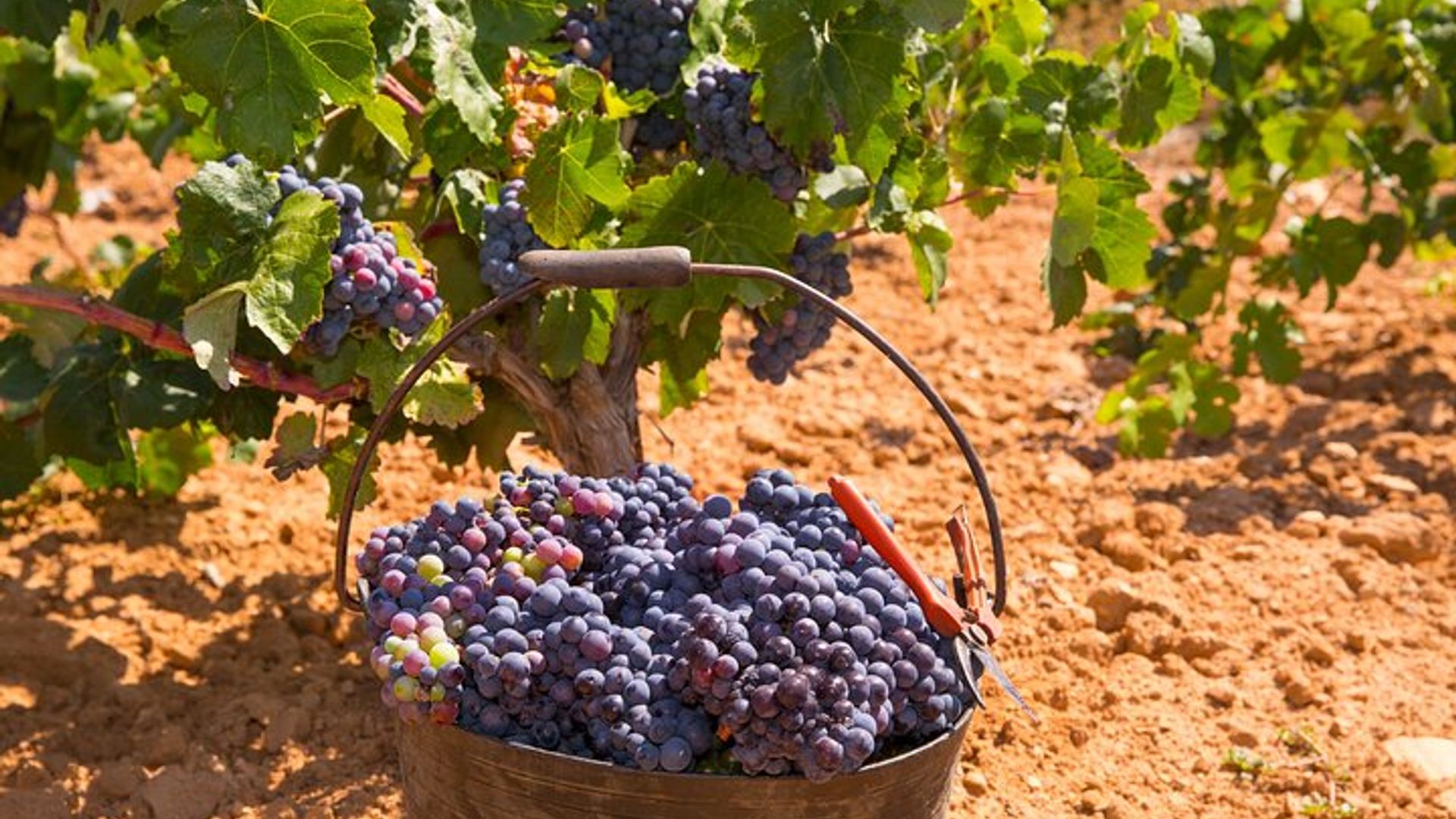 Albufeira Wine Tour: 2 Vineyards, 6 Tastings & Historic Silves