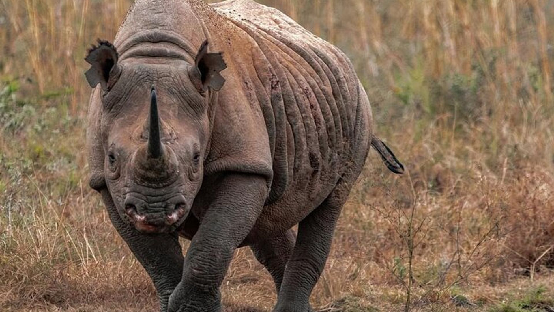 Half-Day Private Tour in Open Jeep at Nairobi Park