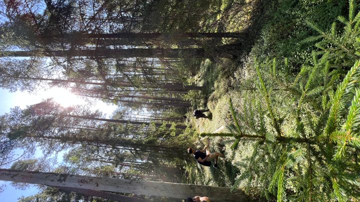 Mushroom Hunting
