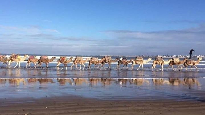 Essaouira Sunset Horse or Camel Ride