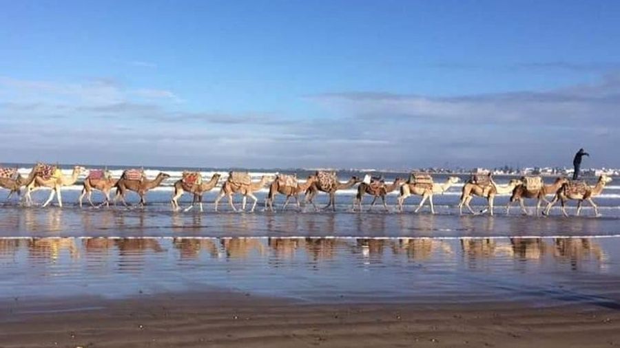 Essaouira Sunset Horse or Camel Ride