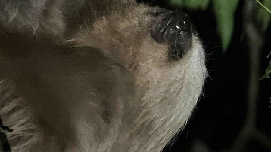 Night Walk Tour Monteverde