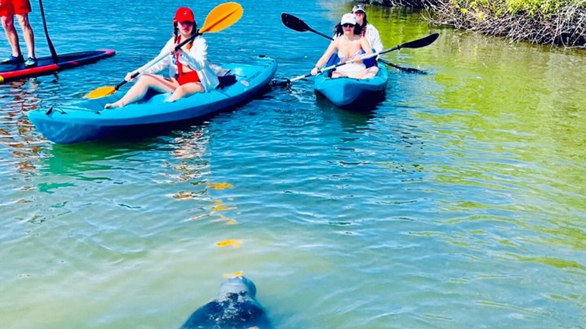 Recorrido en kayak o tabla de remo por St. Augustine con avistamiento de vida salvaje