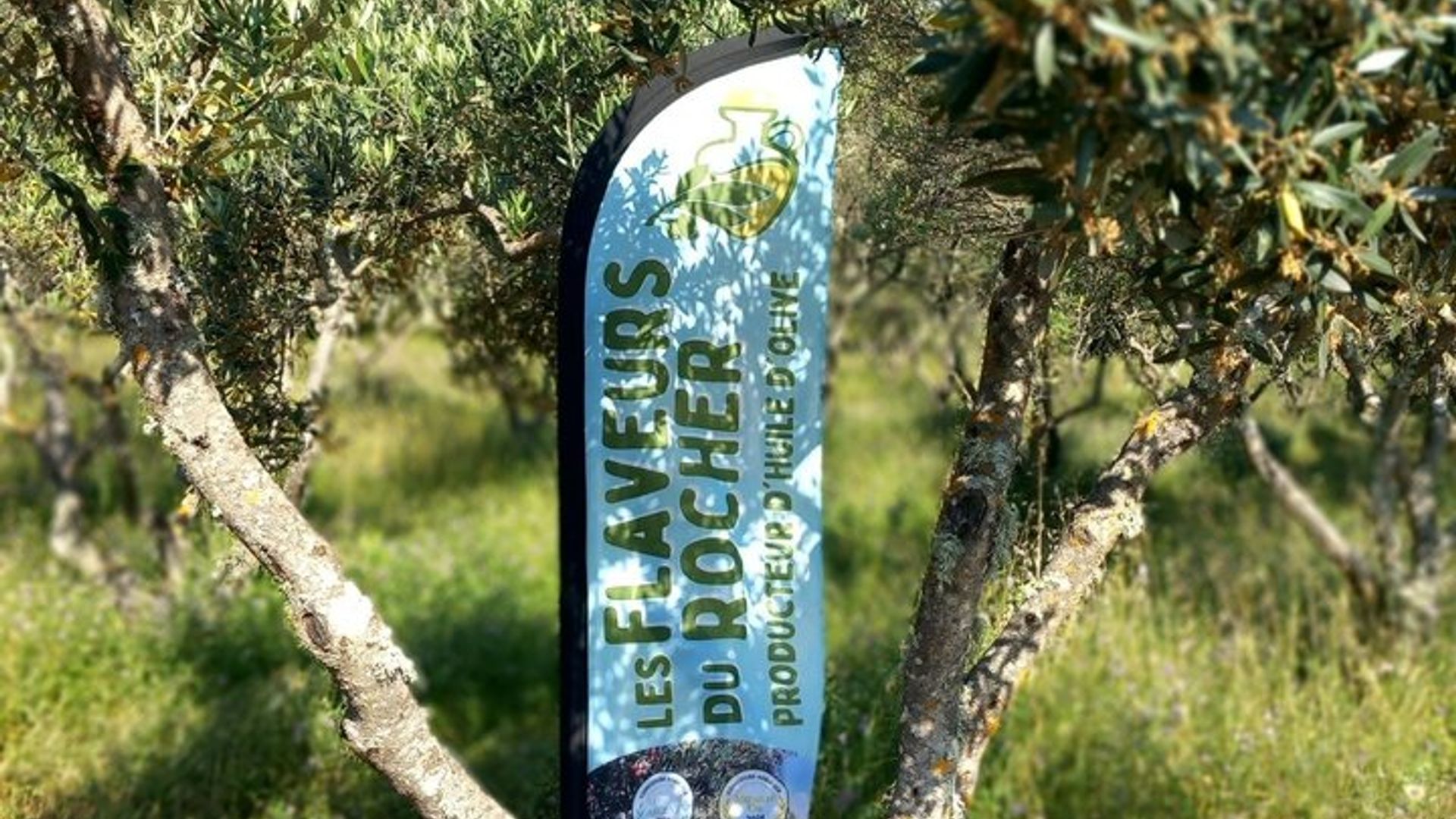 Cata de Aceite de Oliva Virgen Extra y Descubrimiento de Notas Frutales