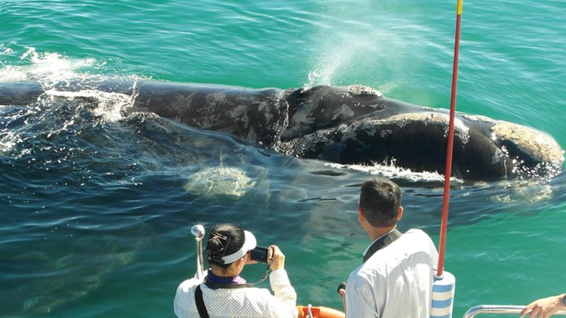 Hermanus Observation des baleines et vin: visite privée du Cap