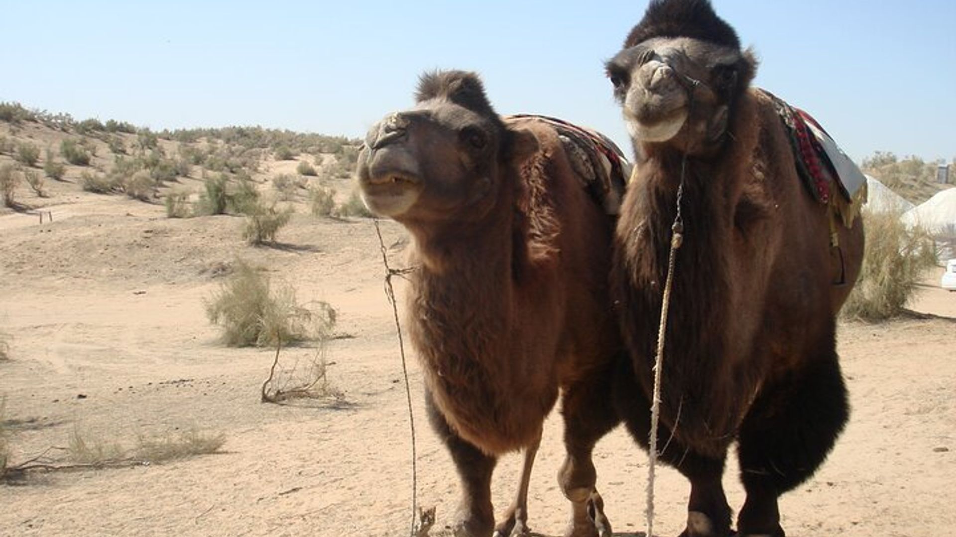 Desert Yurt Camp tour - 2 days (shared)