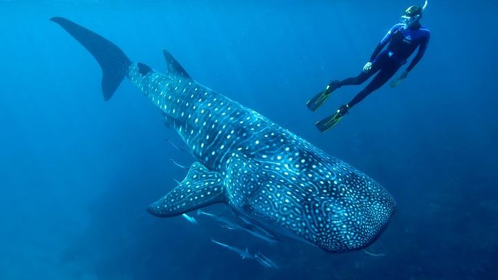 Cancun Whale Shark Snorkeling Trip from Cancun