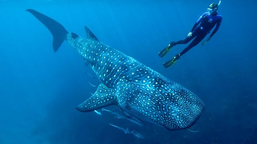 Cancun Whale Shark Snorkeling Trip from Cancun
