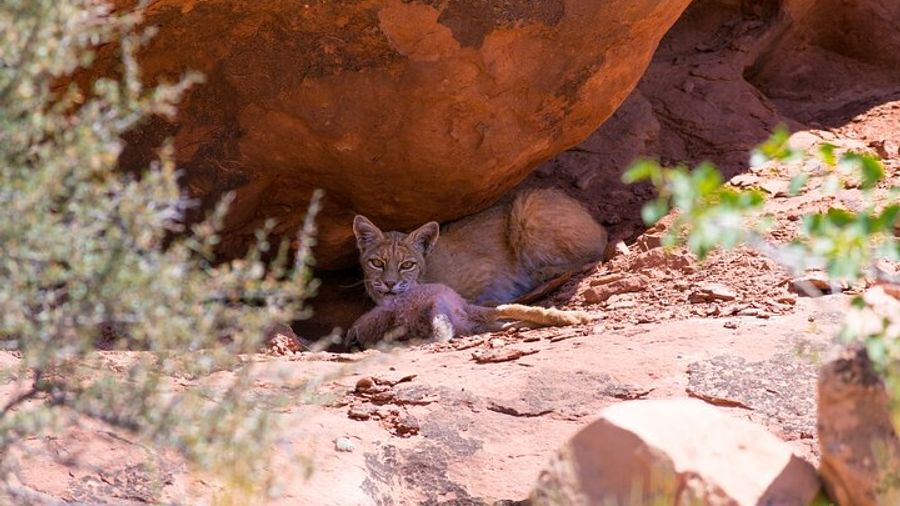 Moab: Arches National Park Private Self-Guided Audio Driving Tour