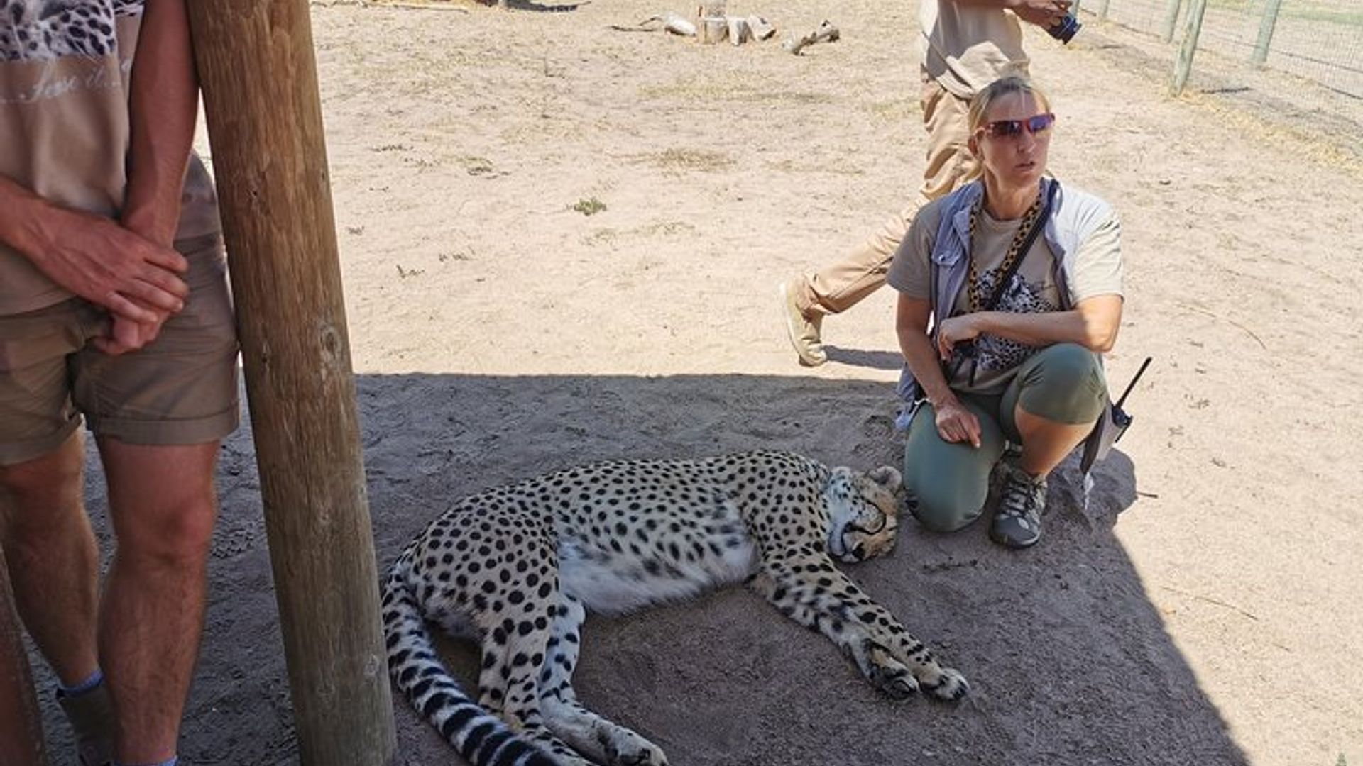 Visite de Cheetah Outreach, Gordon's Bay et Strand Beach