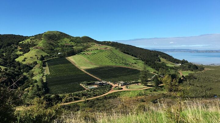 Private Vineyard Bush Walk Tour in Waiheke Island